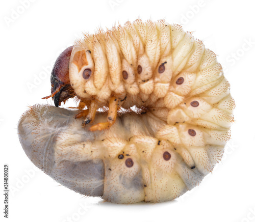 Beetle grub isolated on white background. Coconut rhinoceros beetle. Larva on white background.