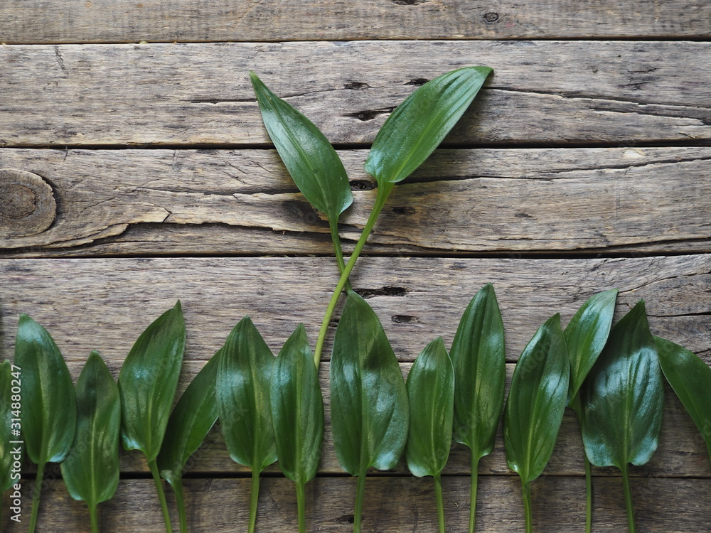 Obraz premium The concept of natural eco-friendly being. Green leaves of a tropical plant on a wooden ancient background. place for an inscription. Art photo.