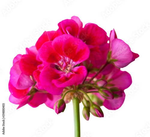 Beautiful pelargonium, isolated on white background © E.O.