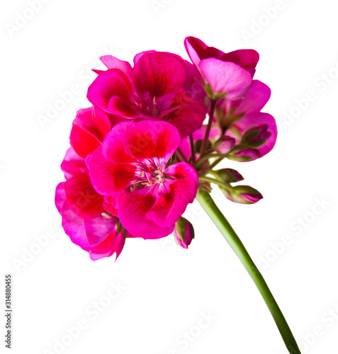 Beautiful pelargonium, isolated on white background