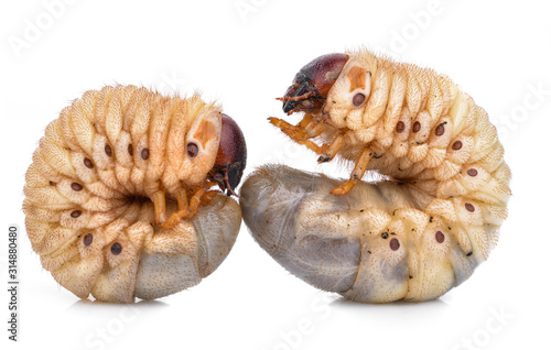 Billede på lærred Beetle grub isolated on white background