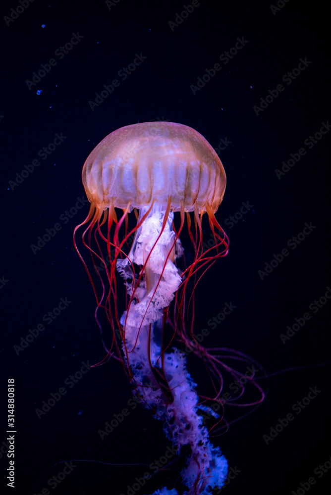 jellyfish jellyfish