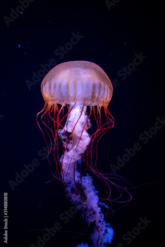 Fotografia, Obraz jellyfish