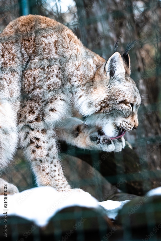 Fototapeta premium Leopard, big spotted cat licking paw closeup bobcat