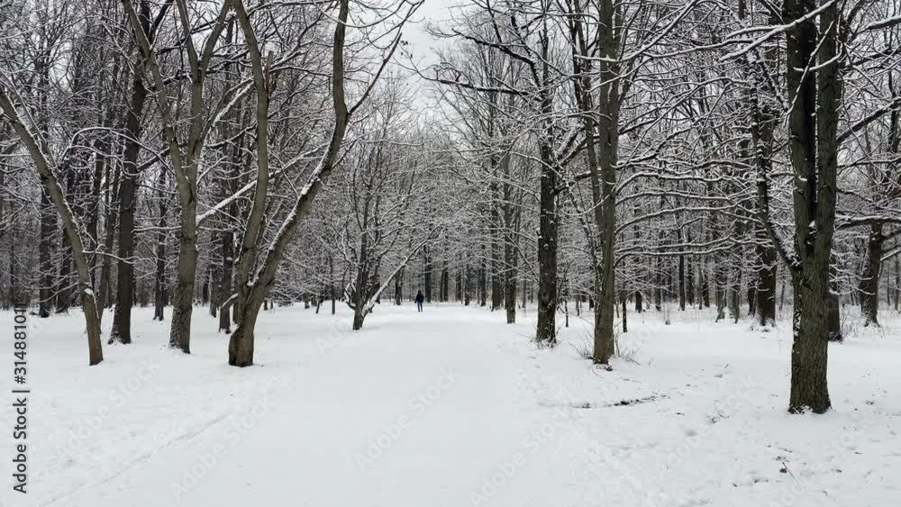 snowy road in winter forest snowy road in winter forest