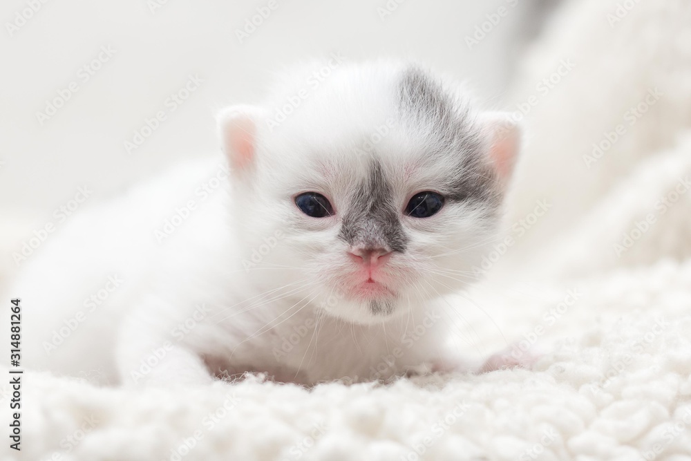 Little fluffy white kitten with a gray mark