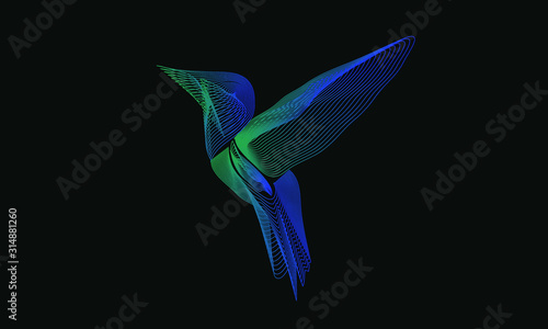 Vector graphics. Bird hummingbird. Line