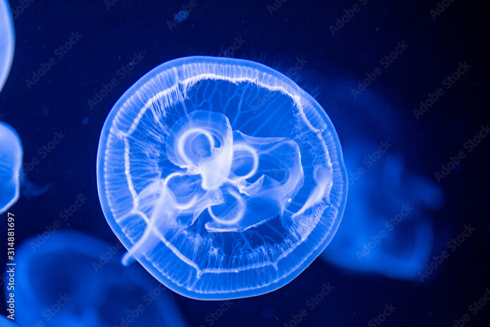 jellyfish jellyfish