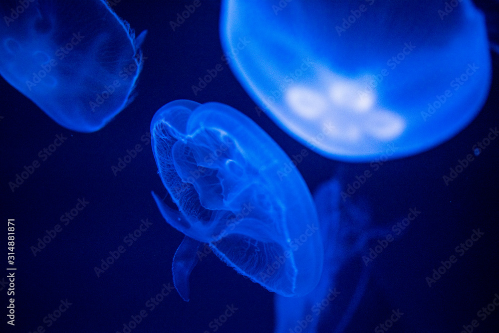 jellyfish jellyfish