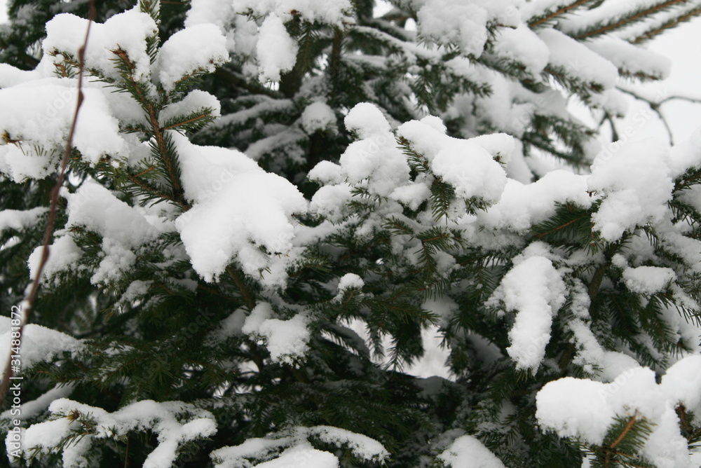 branches of a fir tree in a winter forest covered with snow after a snowfall close up