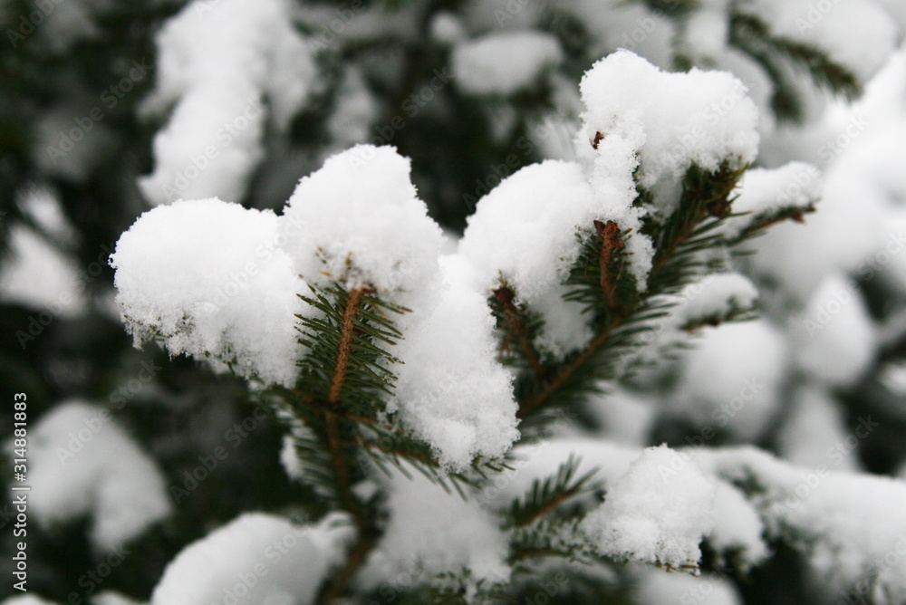 branches of a fir tree in a winter forest covered with snow after a snowfall close up