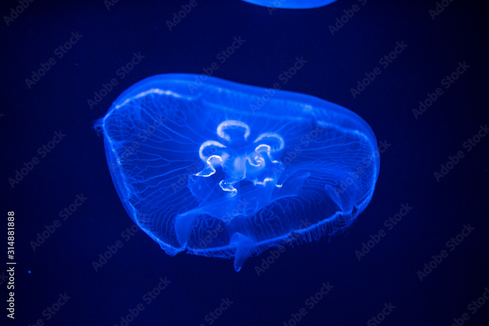 Fototapeta premium jellyfish