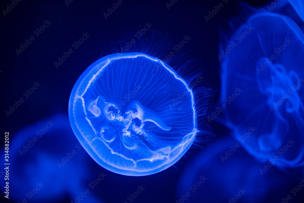 Obraz premium jellyfish