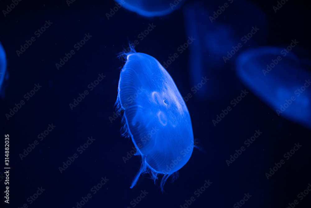 Fototapeta premium jellyfish