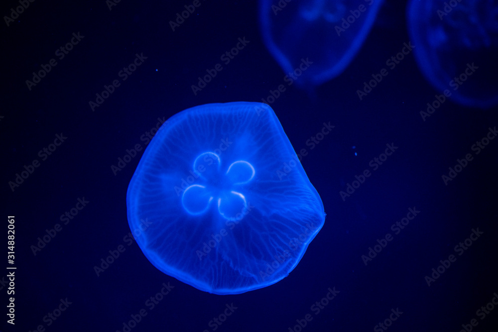 Fototapeta premium jellyfish