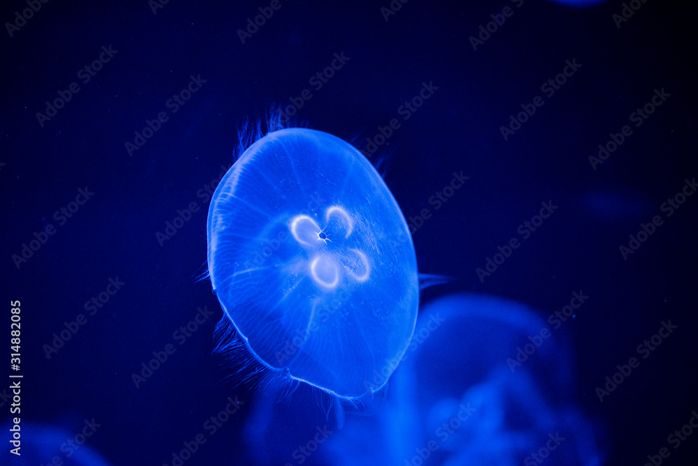 jellyfish jellyfish
