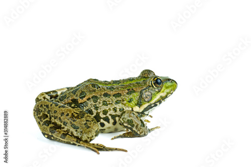 Common green frog isolated on white background