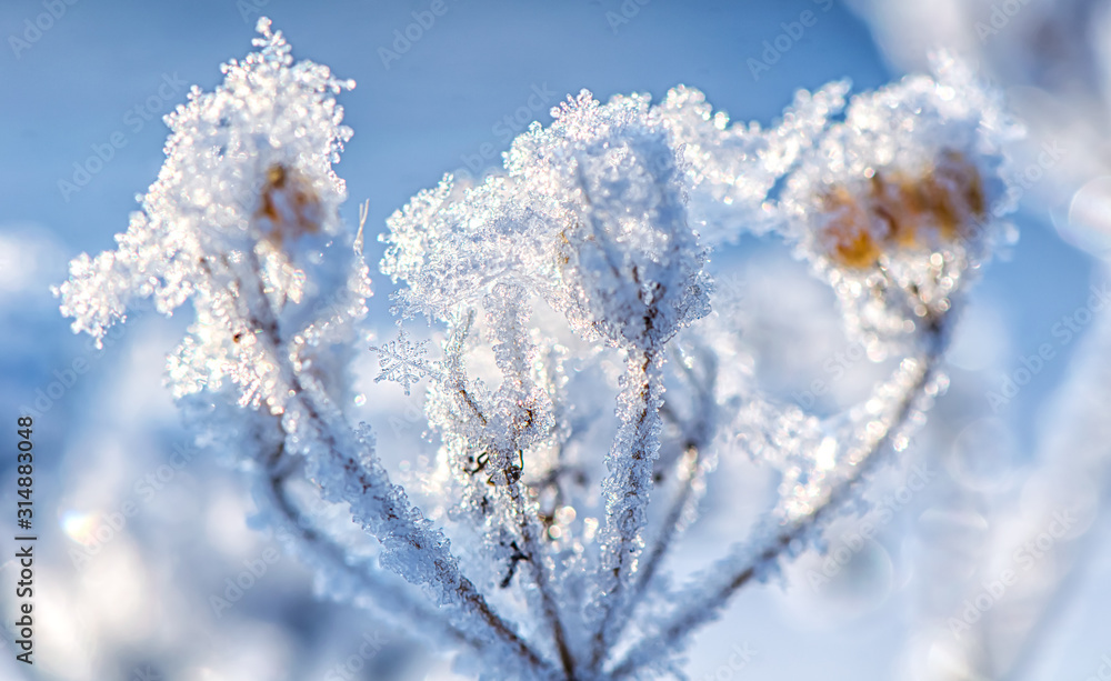 beautiful snowflake on a blade of grass in winter in the sun beautiful snowflake on a blade of grass in winter in the sun