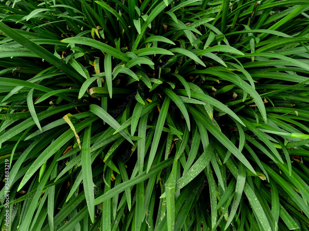 Fototapeta premium Beautiful and fresh green leaves of Hymenocalis littoralis plants for background and wallpaper. Natural green plants landscape