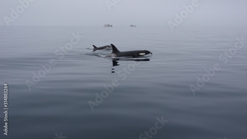 Orcas in a calm sea, Shiretoko in Hokkaido, Japan　シャチと凪いだ海　北海道知床羅臼