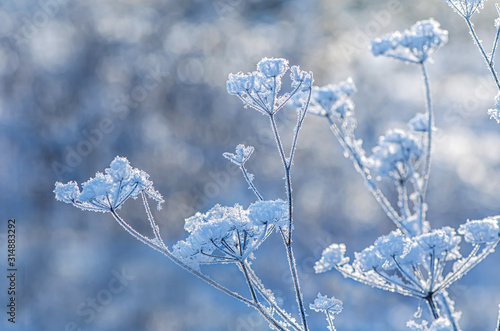 Beautiful frozen blade of grass with snowflakes, snow © iloli
