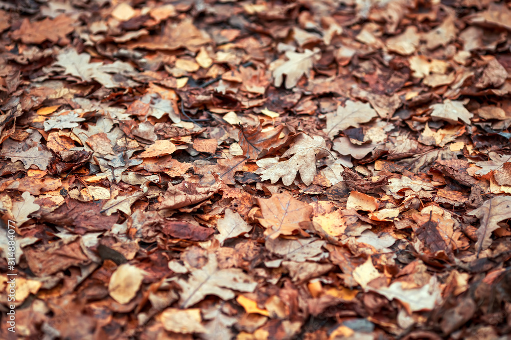 natural background with texture of old withered brown leaves lie fallen and dried on the ground in the autumn Park