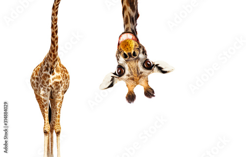 Leinwand Poster Fun cute upside down portrait of giraffe on white