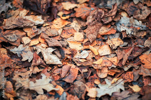 natural background with texture of old withered brown leaves lie fallen and d...