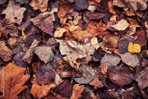 natural background with texture of old half decayed brown leaves lie fallen and withered on the ground in the autumn garden