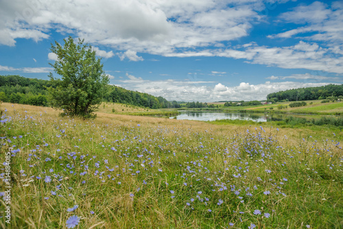 Spring meadow with flowers on the background of the lake