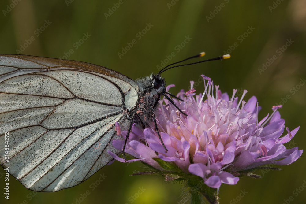 04.07.2019 DE, RLP, Schönecken Baumweißling Aporia crataegi (LINNAEUS, 1758) 04.07.2019 DE, RLP, Schönecken Baumweißling Aporia crataegi (LINNAEUS, 1758)