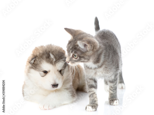 A tabby cat sits next to a puppy of Alaskan Malamute. Isolated on a white background
