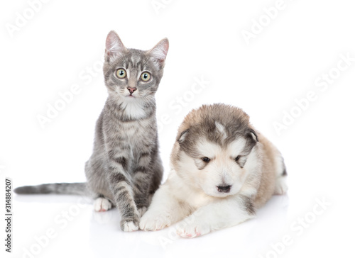 A tabby cat sits next to a puppy of Alaskan Malamute, they are looking at the camera. Isolated on a white background