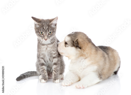 A tabby cat sits next to a puppy of Alaskan Malamute, a puppy sniffing a cat. Isolated on a white background