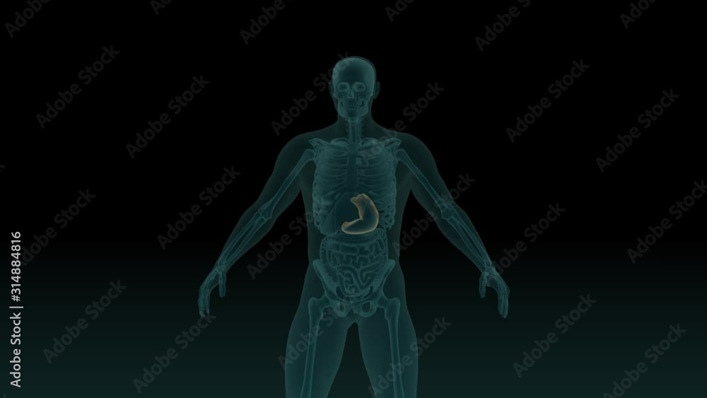 Anatomically accurate 3d animation of human body x-ray scan with visible stomach 3d render isolated on black background Anatomically accurate 3d animation of human body x-ray scan with visible stomach 3d render isolated on black background