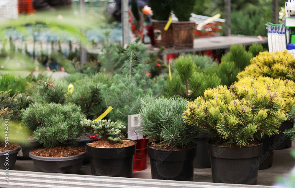 Seedlings of coniferous plants in the store. Preparing for the summer season