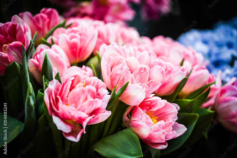 Obraz premium natural tulips close up view