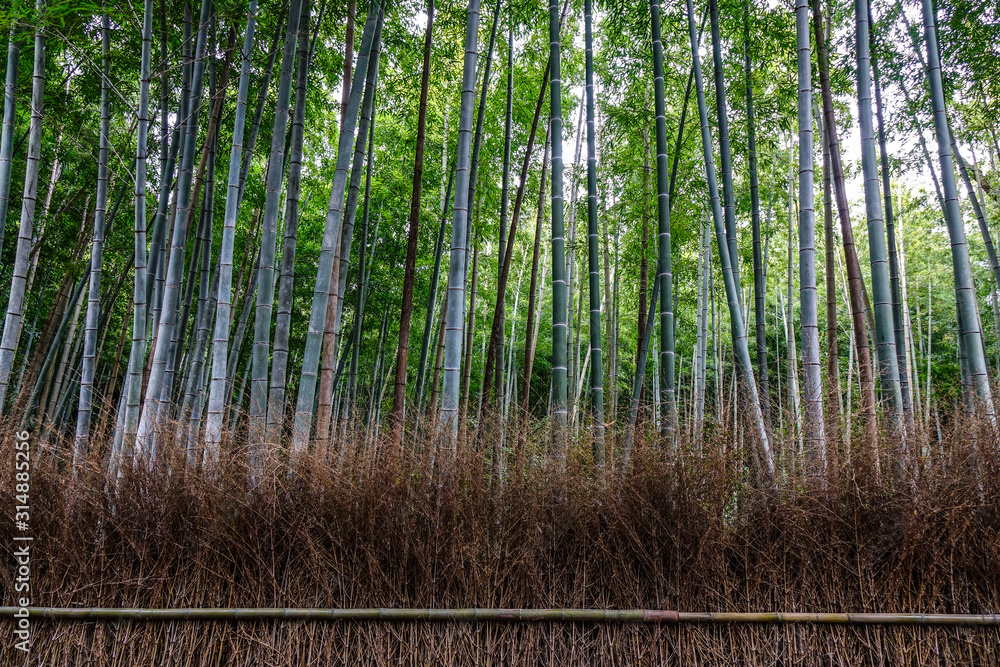 Fototapeta premium Bambusowy las Arashiyama w Kioto w Japonii