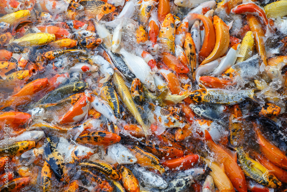 Fancy carp, Mirror carp or Koi fish in the river, Carp are a large group of fish originally found in Central Europe and Asia, Beauty in natural. Fancy carp, Mirror carp or Koi fish in the river, Carp are a large group of fish originally found in Central Europe and Asia, Beauty in natural.