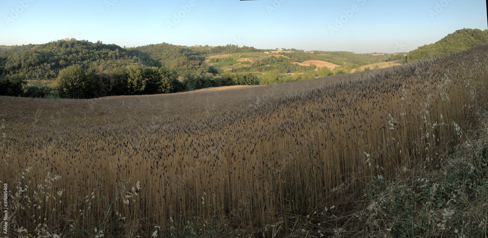 Tuscan oatfield at evening, region of Florence