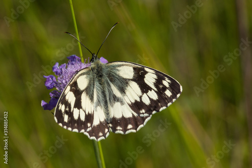 04.07.2019 DE, RLP, Schönecken Schachbrett Melanargia galathea (LINNAEUS, 1758)