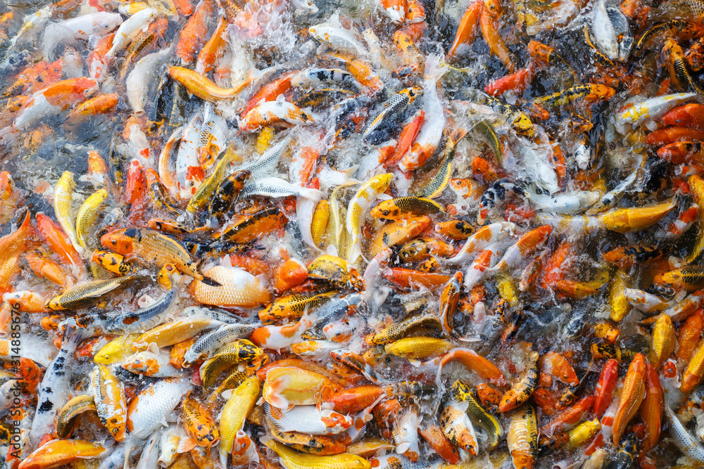 Fancy carp, Mirror carp or Koi fish in the river, Carp are a large group of fish originally found in Central Europe and Asia, Beauty in natural. Fancy carp, Mirror carp or Koi fish in the river, Carp are a large group of fish originally found in Central Europe and Asia, Beauty in natural.