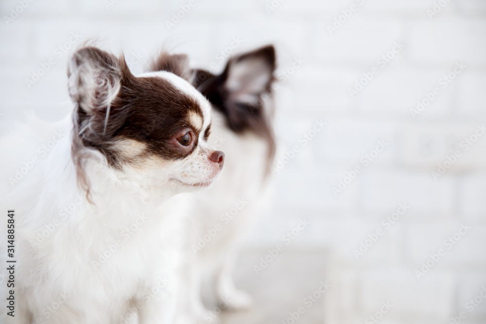 Close up the Chihuahua dog eye. Soft focus the white brown dog face on white background