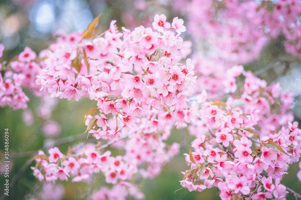 The fully bloomed Cherry Blossom flowers in spring, The wild himalayan cherry trees.
