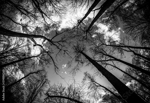 Looking up in the woods