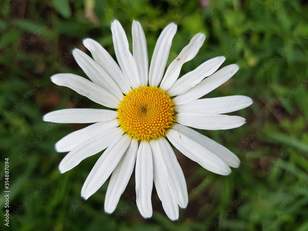 Camomile in the grass Camomile in the grass