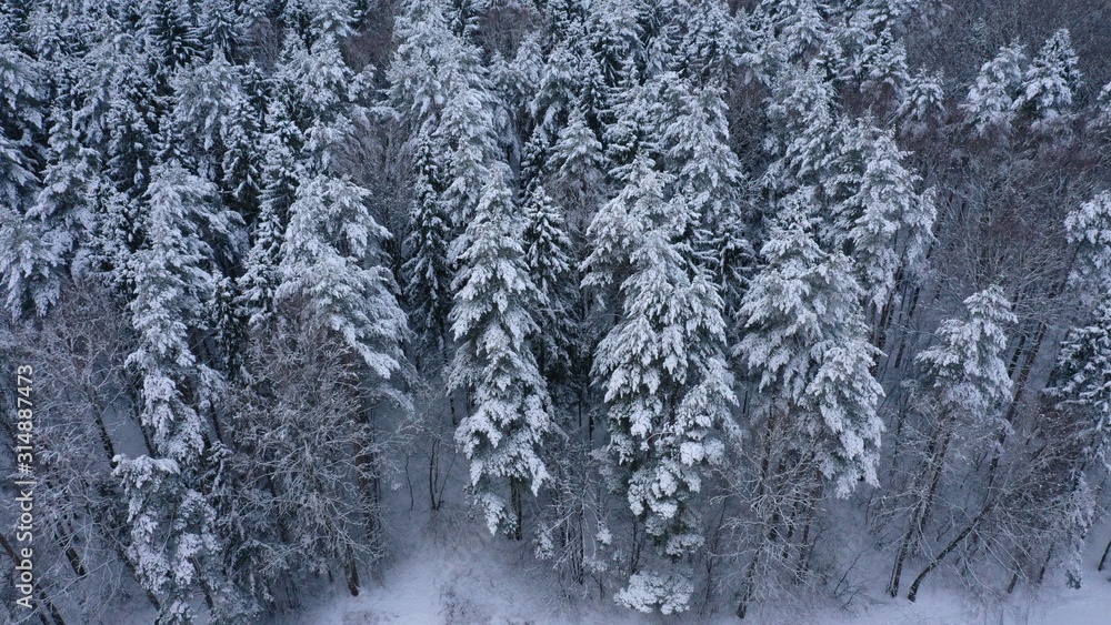 Aerial top view of winter snowy forest with fir-trees, pines, sp Aerial top view of winter snowy forest with fir-trees, pines, sp