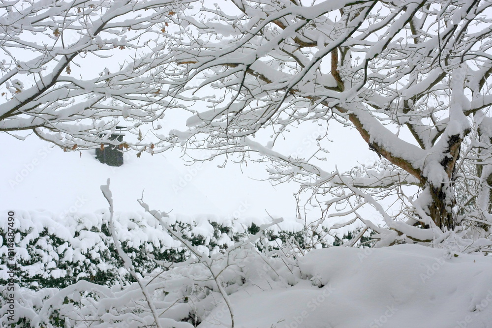 Obraz premium Schneebedeckte Bäume mit schneebedeckten Ästen als Winterwald für Winterspaß mit Schnee nach starkem Schneefall und lädt zum Winterspaziergang und Schneeballschlacht ein