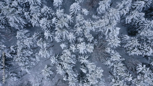 Aerial top view of winter snowy forest with fir-trees  pines  spruces in snow. Russia  Lapland. Christmas season. Beautiful texture with trees  wallpaper.