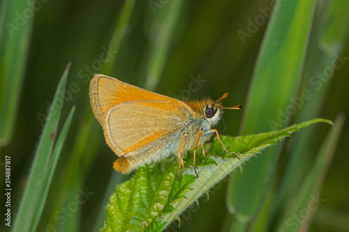 23.06.2019 DE, NRW, Köln, Wahner Heide Rostfarbiger Dickkopffalter Ochlodes sylvanus (ESPER, [1777])